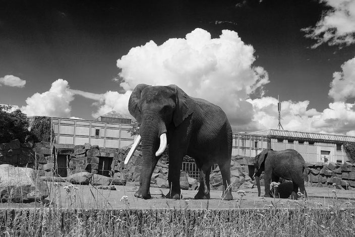 Berlintipp: Besuch im Tierpark (Zoo)