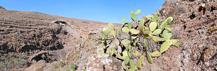 An diesem Kaktus vorbei führt der Abtieg in das Barranco zu der auf der anderen Seite erkennbaren Piconhöhle.