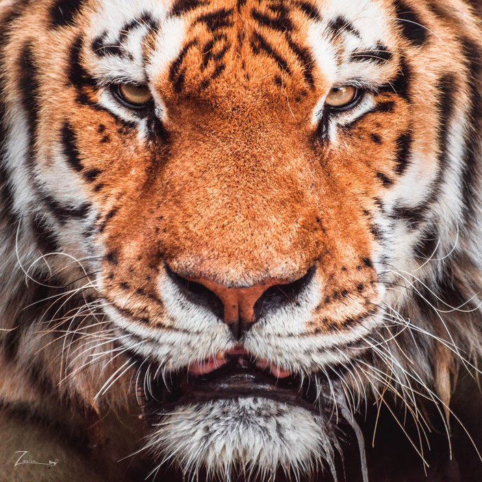 Eines meiner besten Tigerfotos