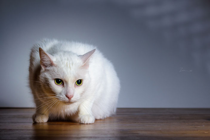 Mein Zamis musste mal wieder für ein Fotoshooting herhalten...