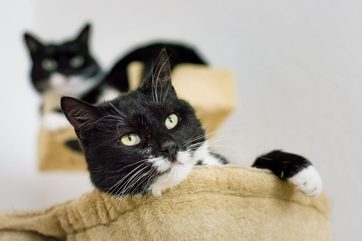 Mecki und Lizzy, die Katzen meiner Mutti.