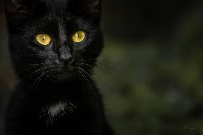 Schwarze Katze am Blankensee in Brandenburg