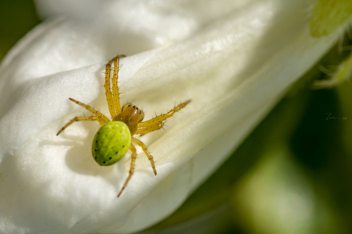 Spinne im Park Babelsberg