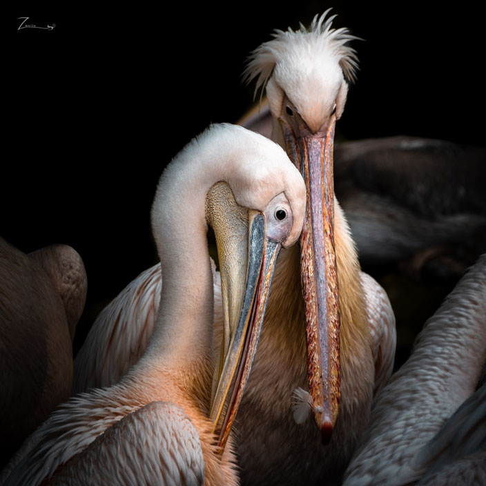 Die Pelikane im Tierpark, für mich eines meiner besten Tierbilder