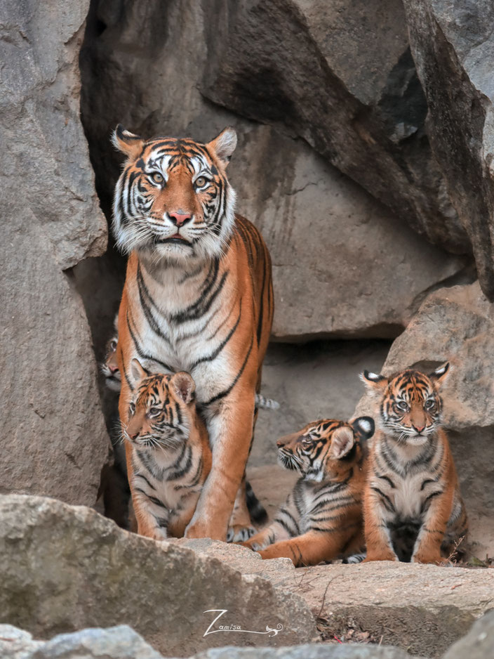 Oscar, Willi, Seri und Kiara unsere 4 Sumatra Tiger Babys aus dem Tierpark Berlin
