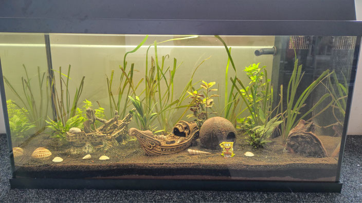 Unser Klassenaquarium am 23.12.2022