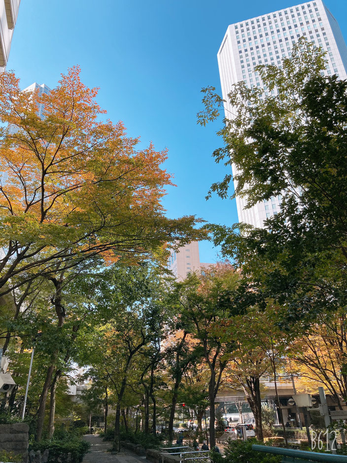 真っ青な秋空･･･昨日の「京王プラザホテル」前からの眺めです。都庁へ続く並木道もだんだんと色づいてきました。新宿でも「東口」は（歌舞伎町の方ね）どうもエネルギーが合わず、くらくらしてしまうのですが･･･、「西口」はまったくエネルギーが違っていて空気が澄んでいるというか･･･肌に合うのです。都庁方面に伸びる広い地下道を背筋を伸ばして歩くと、頭はすっきりと冴え、カラダは高揚してくるのを感じます。この道を行くのもすっかり日課に♪　好きな場所に通う、好きな人に会いに行く･･･それは幸せな仕事の仕方だと思います。