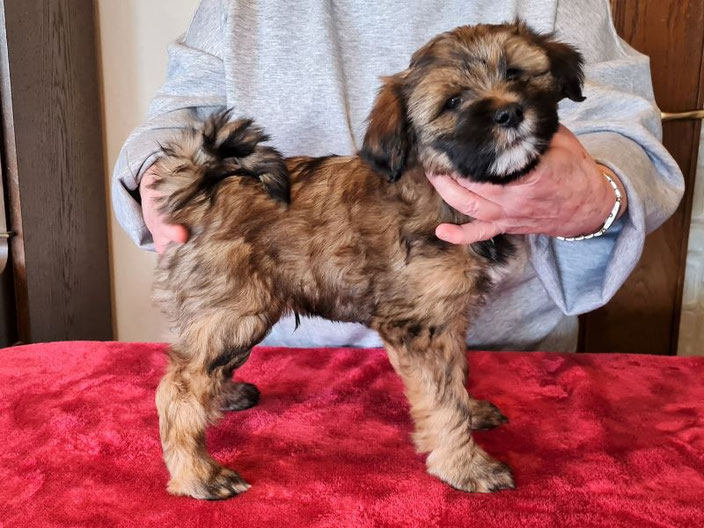 Mylo bei der Wurfabnahme mit 8 Wochen