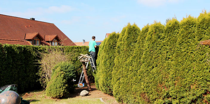 Pflegeschnitt für Hecke