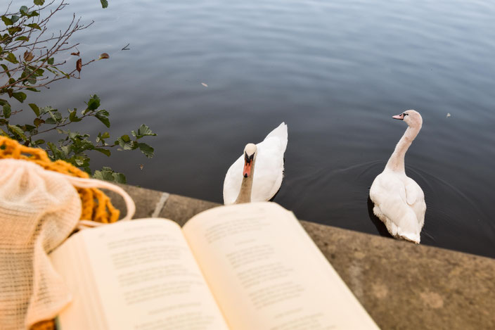 Schwäne und davor Buch. RiekesBlog