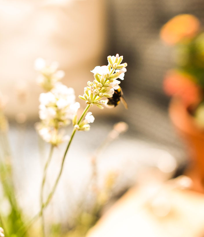 Rettet die Bienen — Mit diesen 5 einfachen Tipps kannst du aktiv etwas gegen das Bienensterben tun RiekesBlog