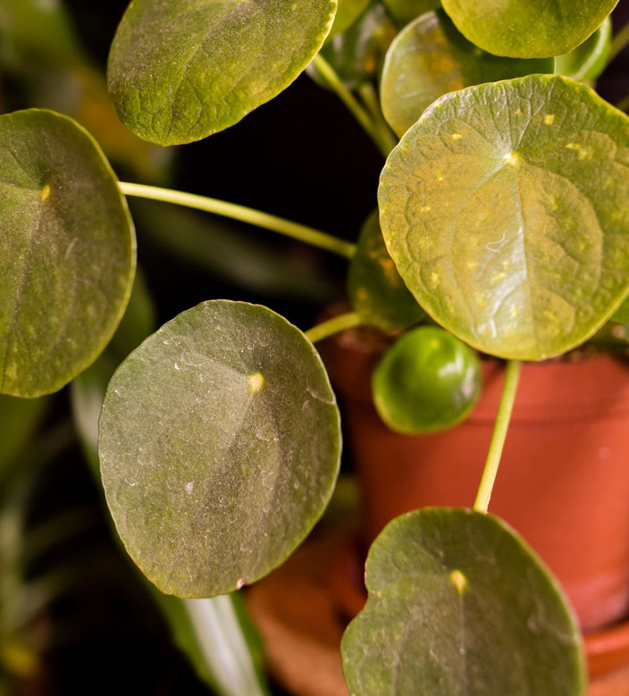 Einfach zu pflegende Zimmerpflanze: Pilea. RiekesBlog