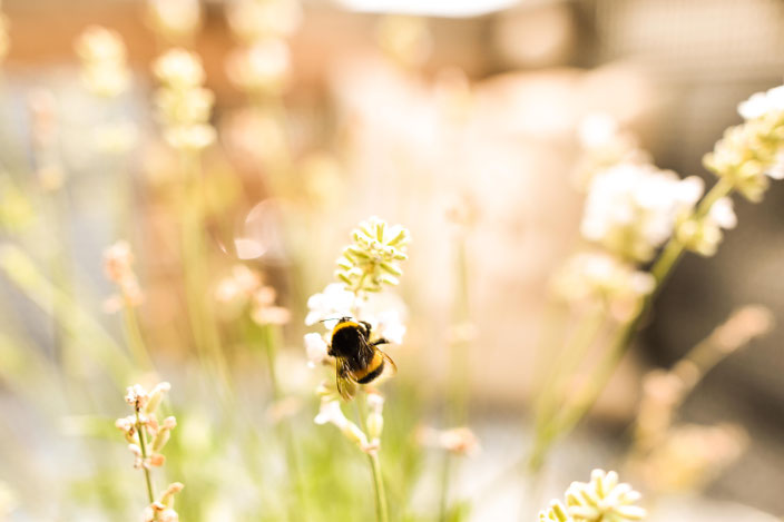 Titelbild Rettet die Bienen — Mit diesen 5 einfachen Tipps kannst du aktiv etwas gegen das Bienensterben tun RiekesBlog