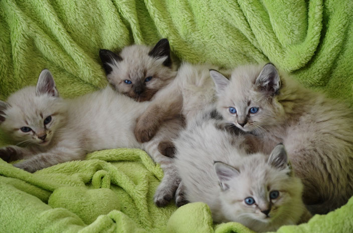 Da gauche à droite : Nougat, Newton, Nuage et devant lui Nerval (Newtonn Junior)