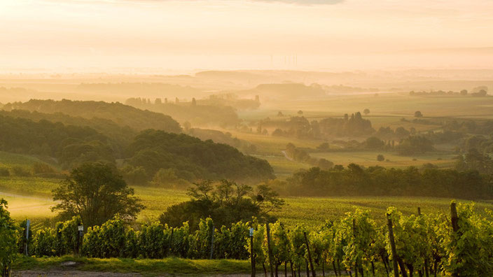 Die Pfalz - Landschaft so weit das Auge reicht. Das will erhalten sein. Foto: Pfalz-Touristik
