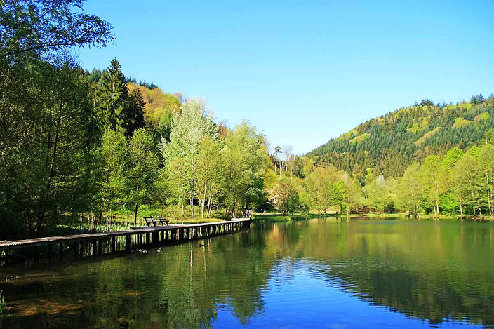 Naturidyll südöstlich von Elmstein im Lambrechter Tal: der Helmbachweiher