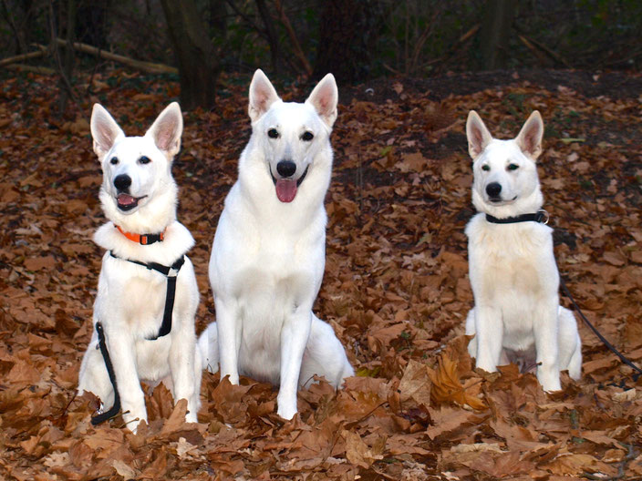                                                                  Breeze - Mama Milka - Buddy