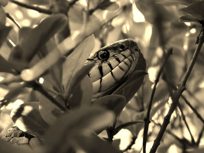 Couleuvre / Grass-snake / Photo de Crystal Jones