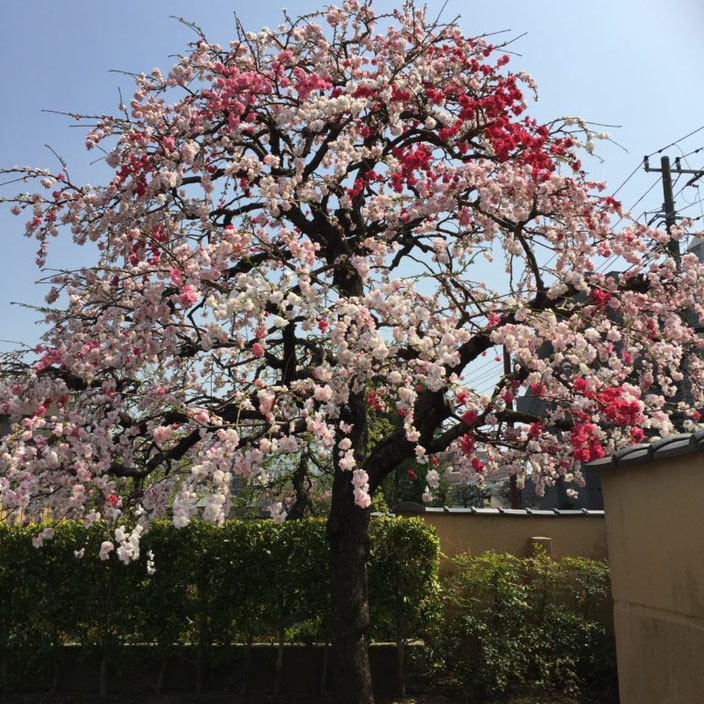 弥生三月01-本法寺-東京都文京区のお墓 永代供養墓 法要-