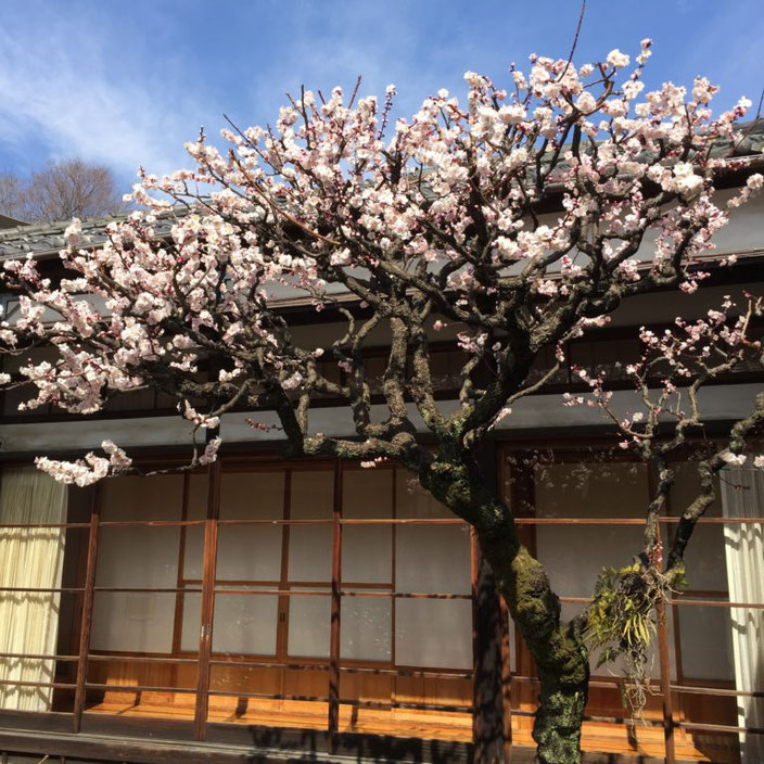 弥生三月02-本法寺-東京都文京区のお墓 永代供養墓 法要-