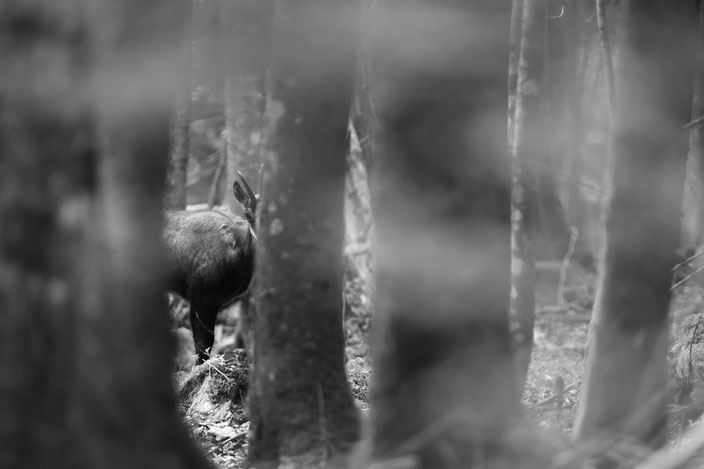 chamois des forêts