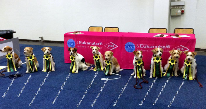 Austgestellte Kromis bei der Nationalen Rassehundeausstellung in Dortmund 2013