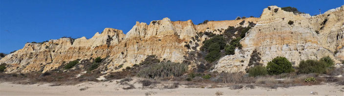 Ausgewaschene Klippen am Playa de Castilla im Parque Natural Donana. Die Erosion macht den Pflanzen zu schaffen und viele - so wie dieser Baum - kämpfen um ihr Leben.