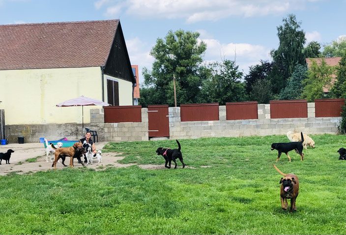 Sandra Volland, Hundpension, Problemhundtherapie, Hundeschule, 90427 Nürnberg Neunhof