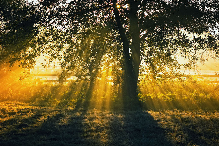 Goldener Baum, Brandenburg, Rieselfeld