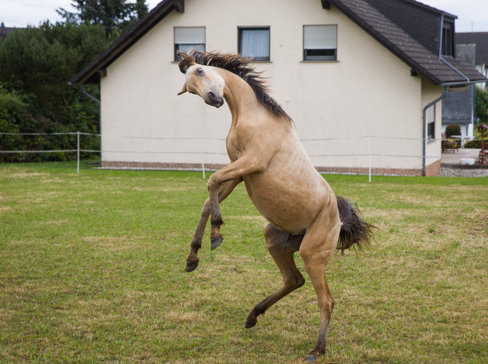 Araber Partbred