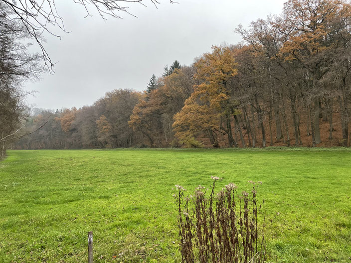 Die wertvolle HALM-projektierte Feuchtwiese. Am Waldrand entlang soll der Radweg mit wassergebundener Decke gebaut werden. Da ein grundhafter Aufbau aufwändig ist, werden sich die Kosten vervielfachen, der Boden verdichtet und Fauna und Flora geschädigt.