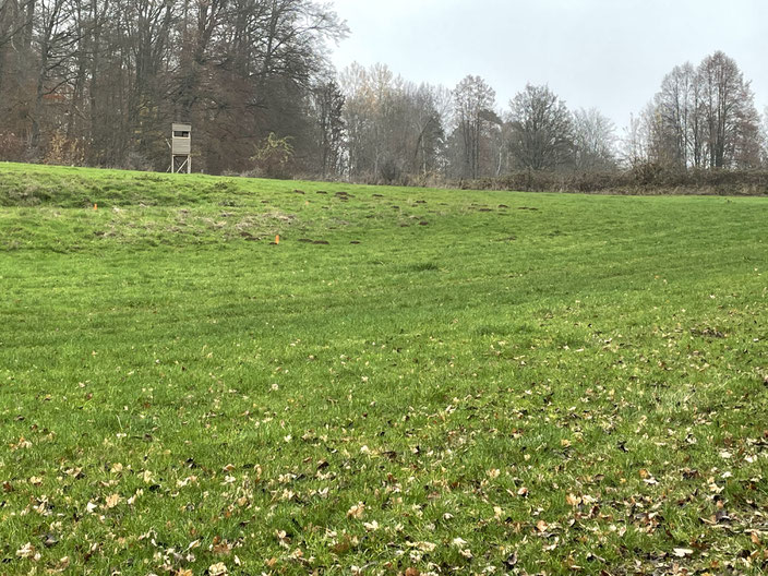 An dieser Stelle ist der „Aufstieg“ zur geschotterten Straße nach Thalheim zu sehen, inklusive mehrer Absteckpfosten, die den voraussichtlichen Verlauf des Radweges quer durch den oberen Teil der Feuchtwiese provisorisch kennzeichnen.