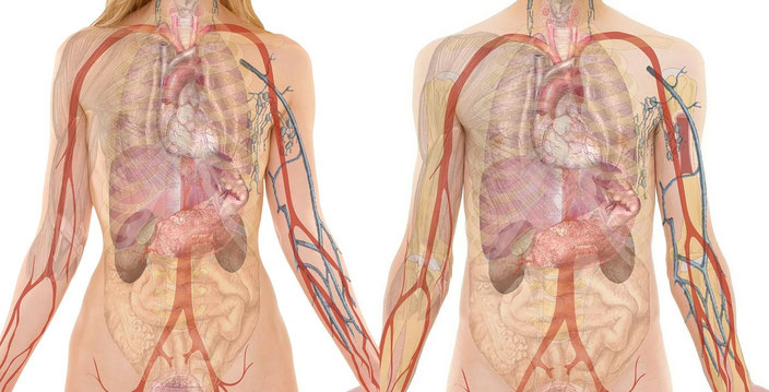 Anatomie Gewicht Körper