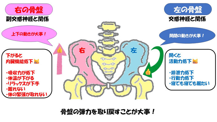 さきはま整体｜健康を保つには骨盤の可動性が重要です
