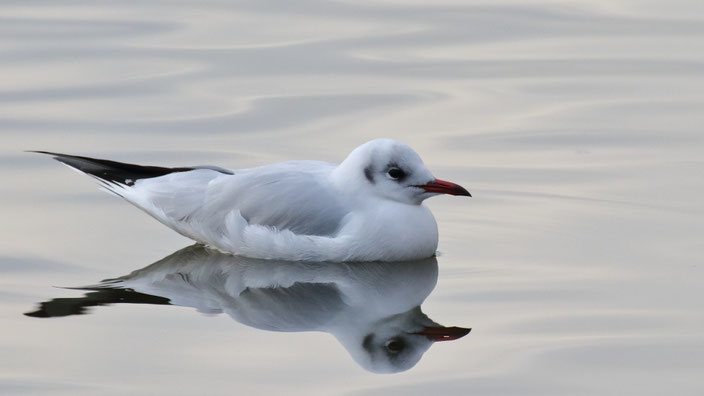 mouette, seagull, étang,pond, reflet, reflexion, quiet, calme