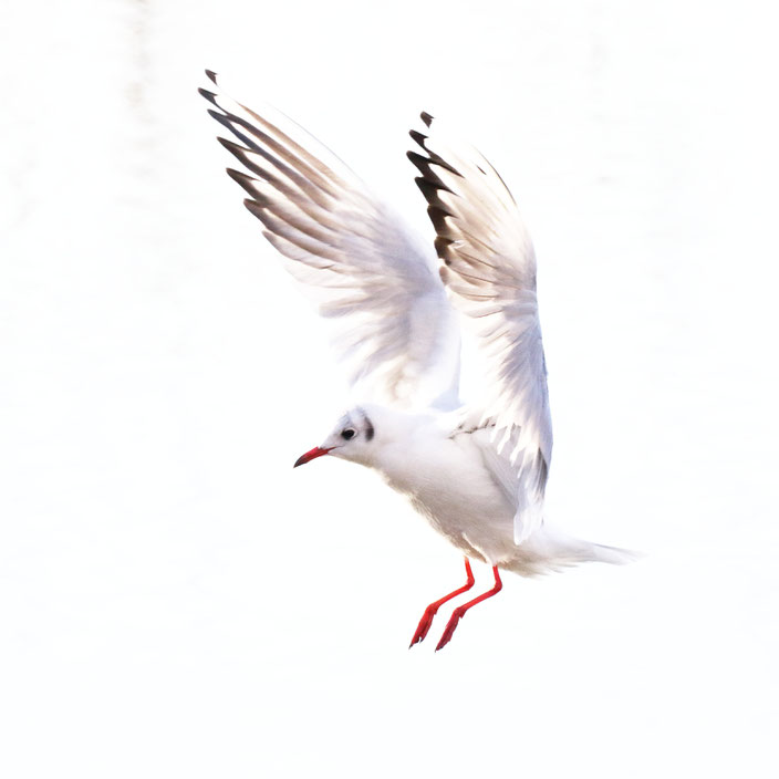 mouette, seagull, vol, flight, white, blanc, ailes, wings, hight key