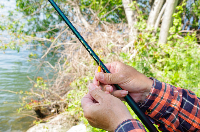 岸辺に生える丸葉柳の木の根っこの側で、静かにウキ釣りをする。ハエウキを使用する繊細な仕掛けなら、より水中からの情報を得られる。昔ながらの唐辛子ウキでやるのも風情があって楽しい