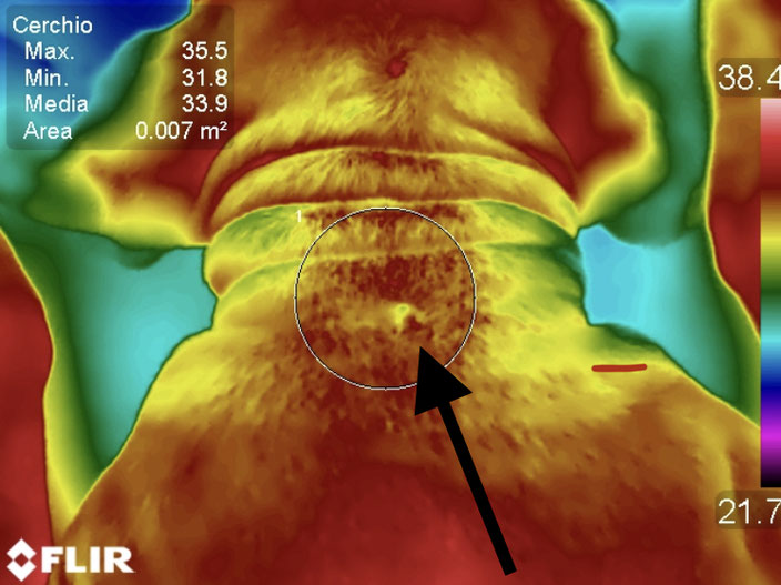 Fig.2 Stessa termografia precedente che evidenzia il punto preciso. (© Clinica Veterinaria Caravaggio)