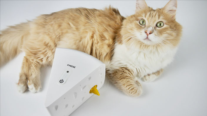 Katze beschäftigen mit batteriebetriebenen Katzenspielzeug