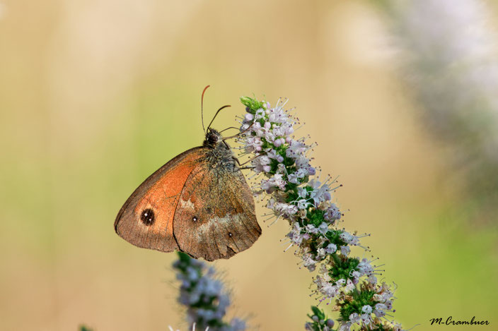 24-8-animaux 2- Nectar