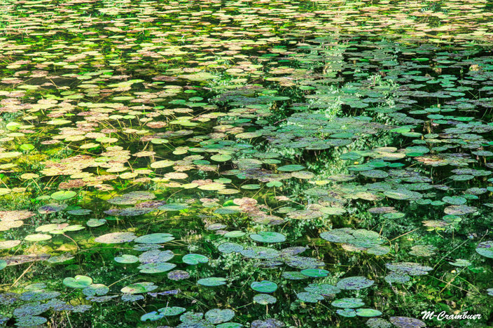 25-8- Naturelle 11- Etang
