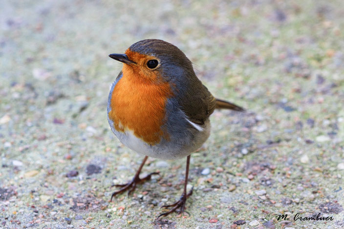 24_1 - animaux 9- rouge gorge 1 