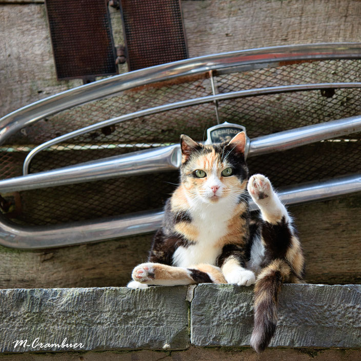 24-9-animaux 10- chat peugeot 