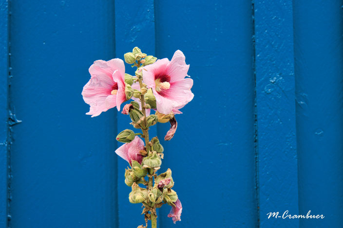 24-7-naturelles 1 -tremieres