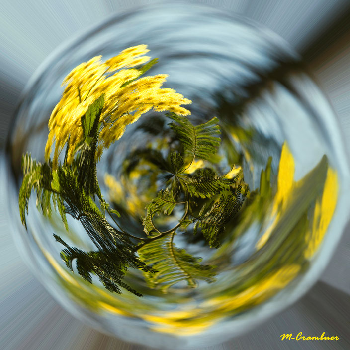 23-2-bulle 1- mimosa