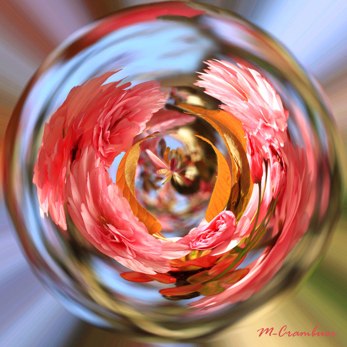 B9: Rose