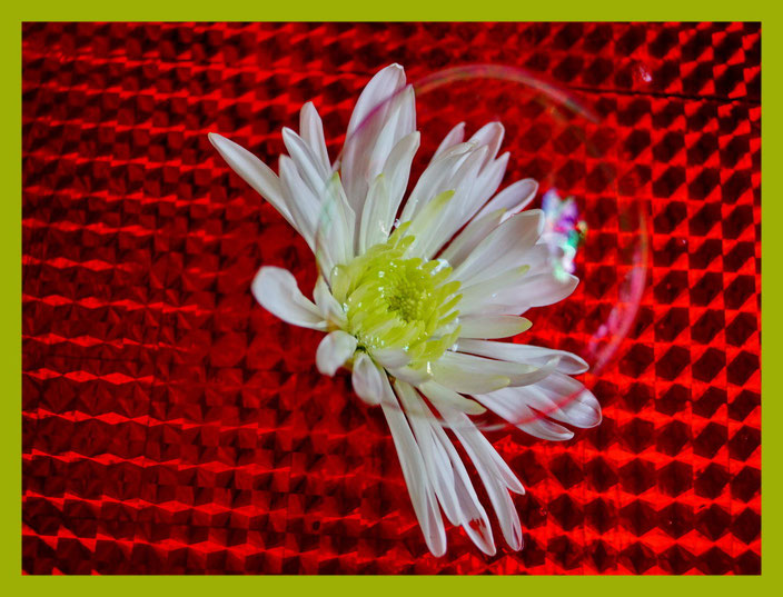 Seifenblasen-Blume: Neue Züchtung :-)