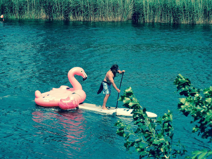 Stand up Paddler mit Flamingo. Dies ist die Homepage von Standuppaddeln.at die plattform für stand up paddeln, sup in österreich. hier dreht sich alels um stand up paddling, sup board, stehend paddeln, stehpaddeln, aufblasbare sup boards, isups 