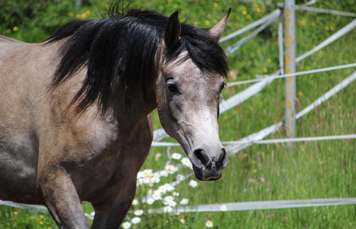 *Kyrielle Althea del Maares (Poseidon OS x Patana), homebred purebred Arabian, 2019 