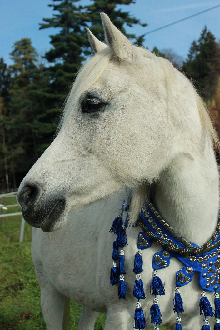 *1999 Purebred Polish Arabian mare Patana (Weteran x Prosa)